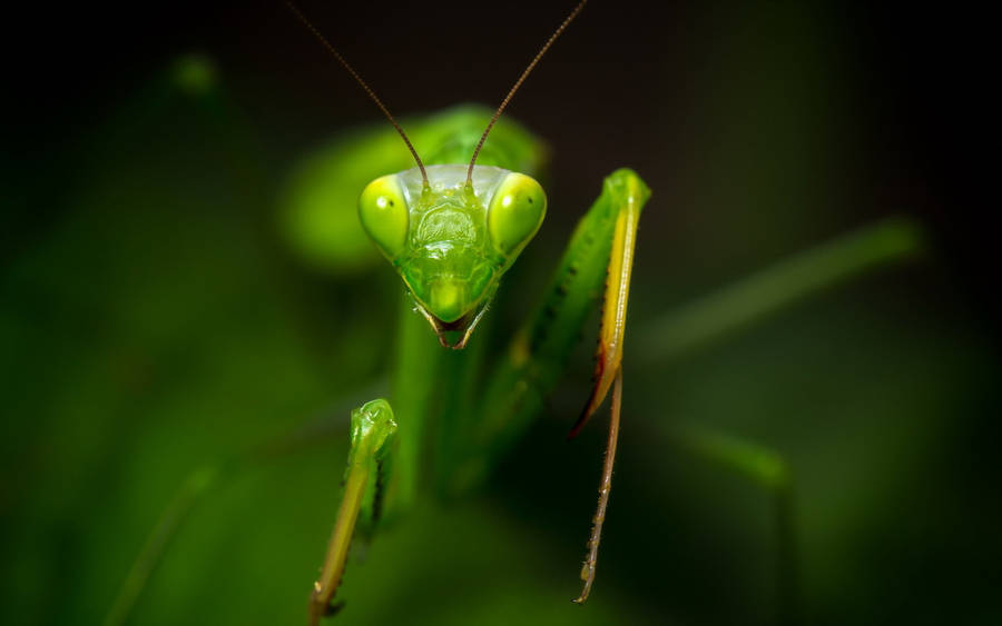 Praying Mantis Triangle Head Wallpaper