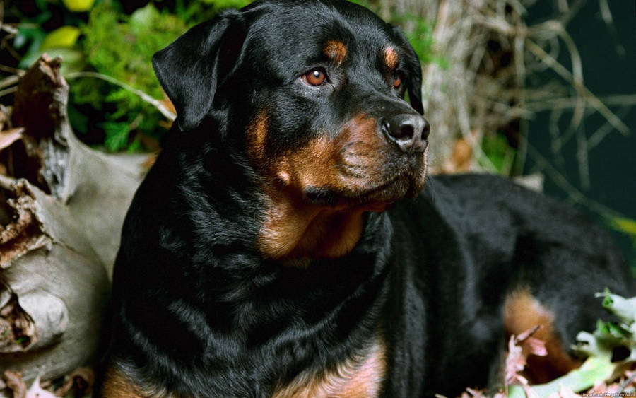 Precious Rottweiler Dog Wallpaper