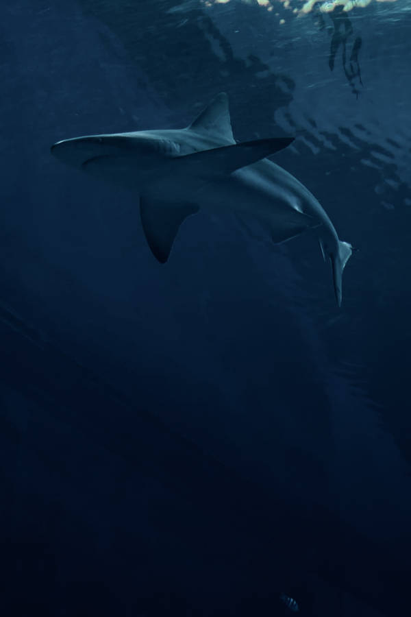 Predator Shark Swimming On Ocean Wallpaper