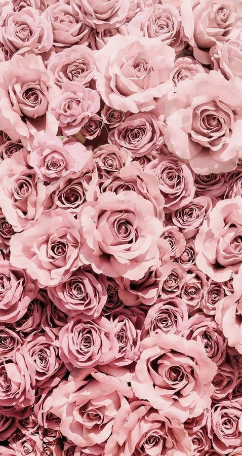 Pretty Background Phone Pink Roses Wallpaper