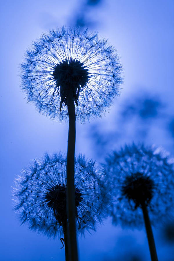 Pretty Dandelion Blue Flower Iphone Wallpaper