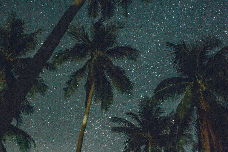 Pretty Galaxy Coconut Trees Wallpaper