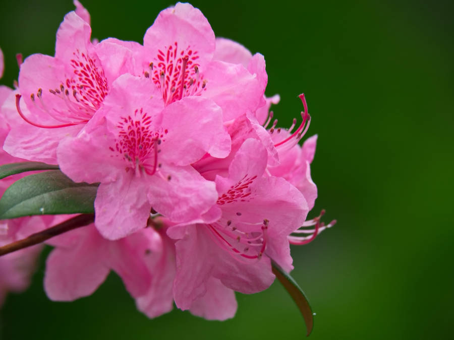 Pretty Pink Azalea Flowers Wallpaper