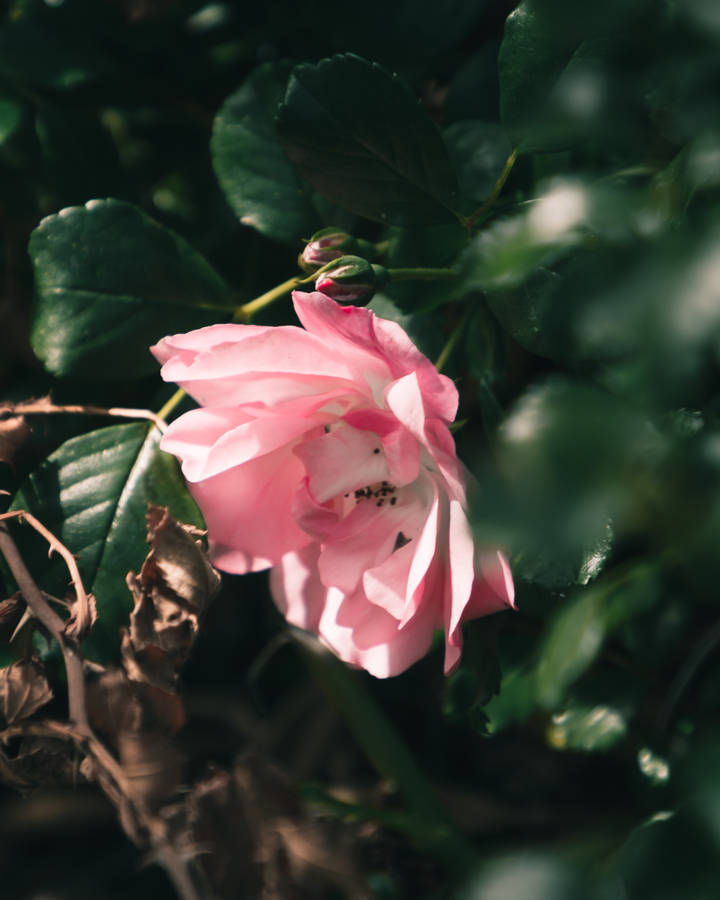 Pretty Pink China Rose Wallpaper