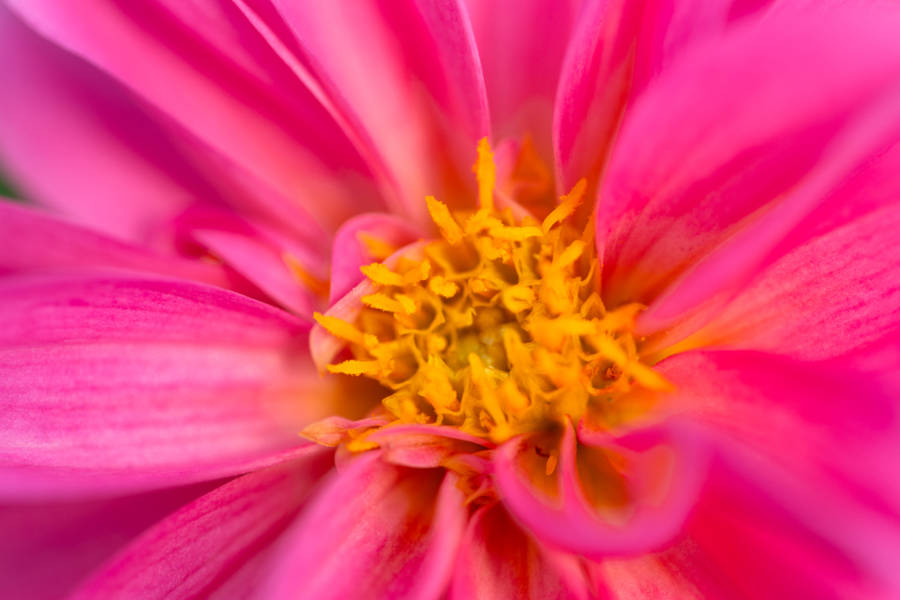 Pretty Pink Dahlia Petals Wallpaper