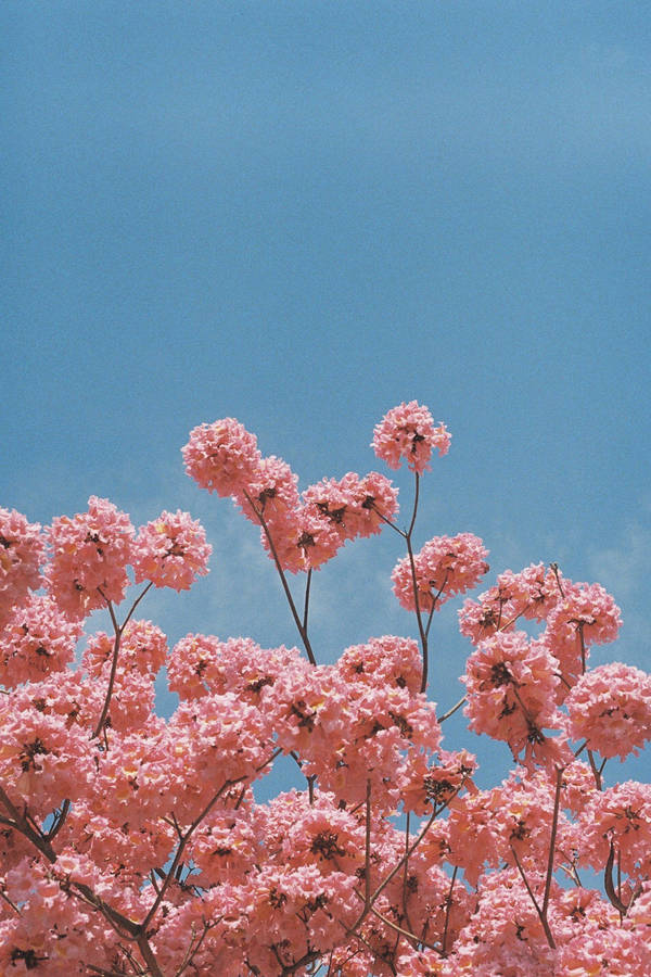 Pretty Pink Flowers Aesthetic Wallpaper