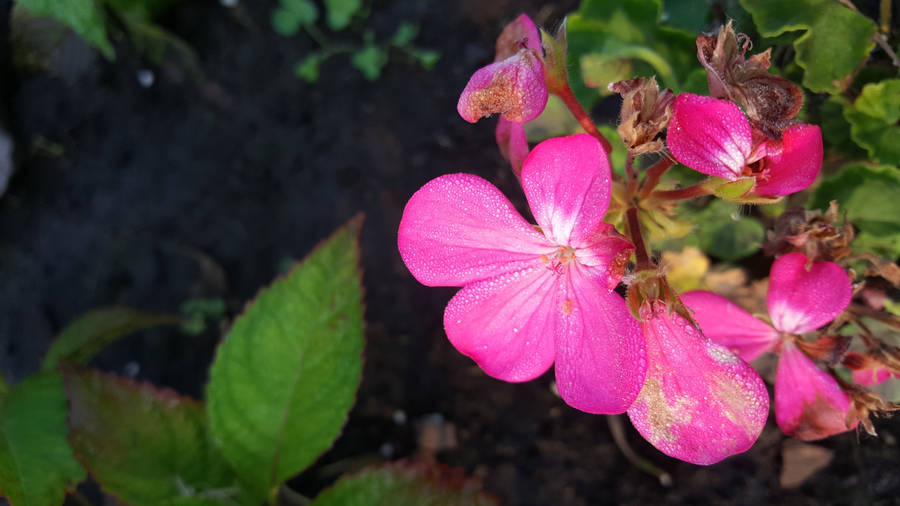 Pretty Pink Flowers And Leaves Wallpaper