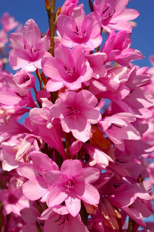 Pretty Pink Flowers On Branch Wallpaper