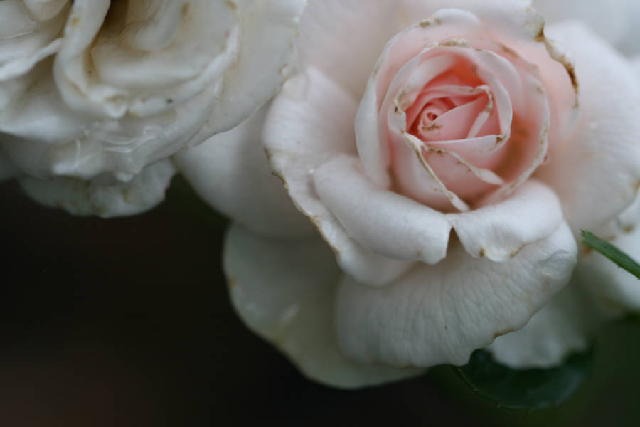 Pretty Pink Focused Rose Flowers Wallpaper