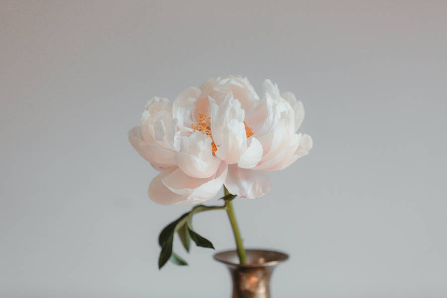 Pretty Pink Peony Flower In Vase Wallpaper