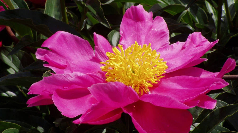 Pretty Pink Peony Yellow Center Wallpaper