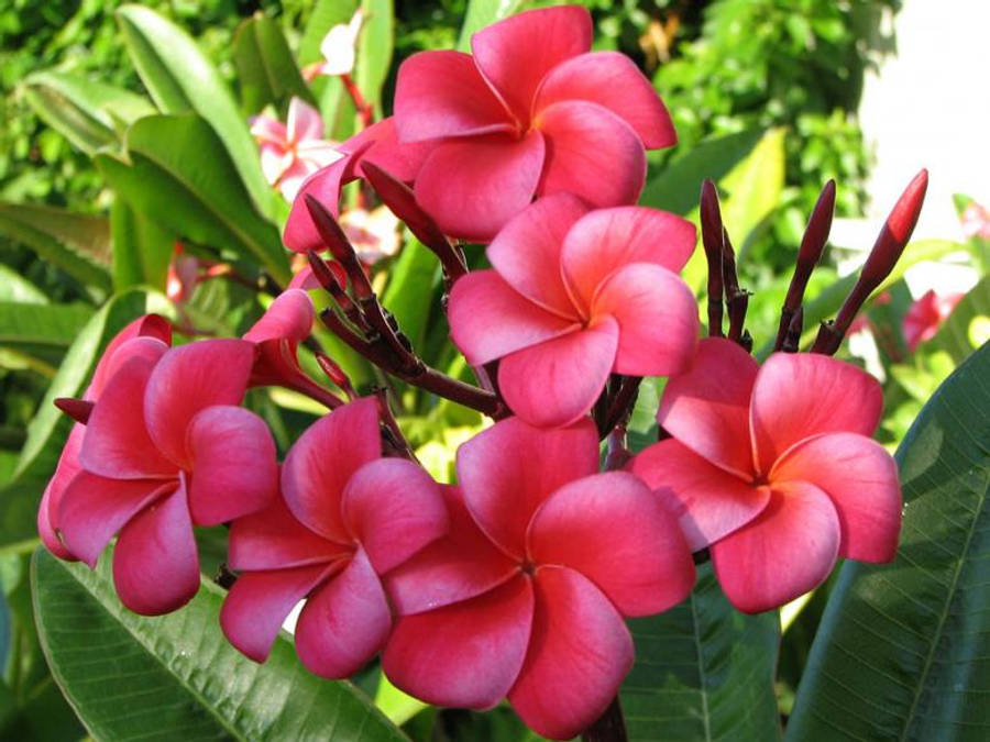 Pretty Pink Plumeria Flower Plant Wallpaper