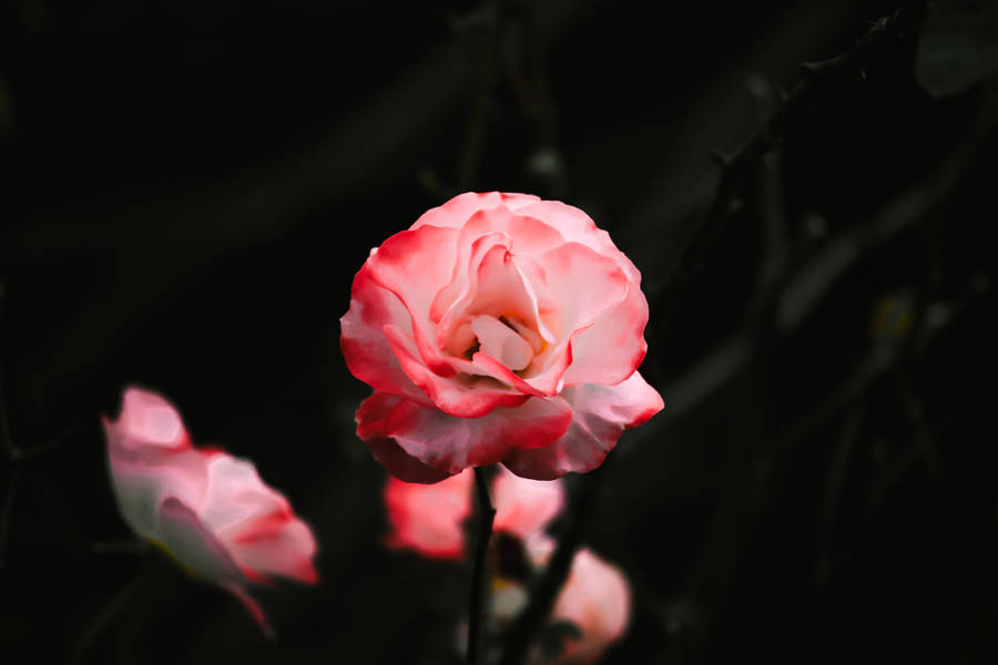 Pretty Pink Rosa Queen Elizabeth Wallpaper