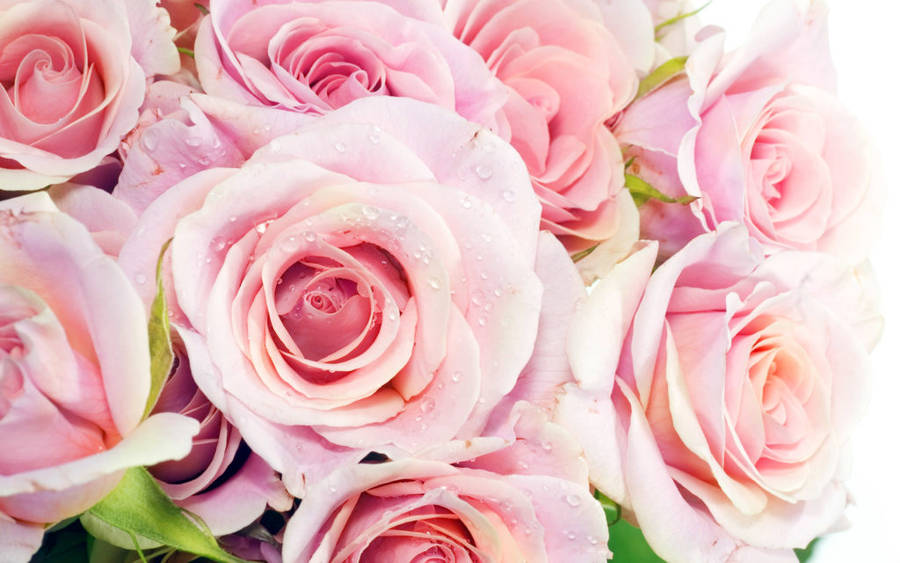 Pretty Pink Roses With Leaves Wallpaper