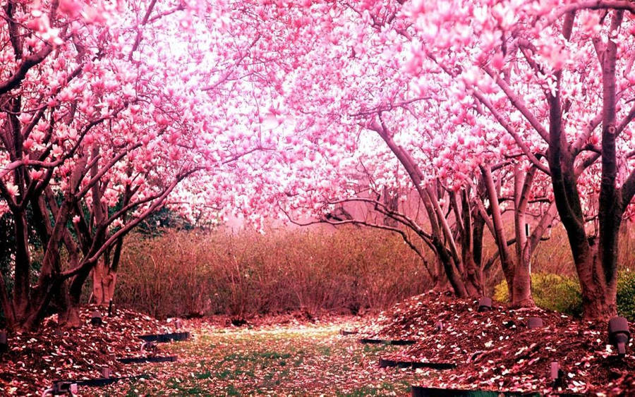 Pretty Sakura Forest Wallpaper