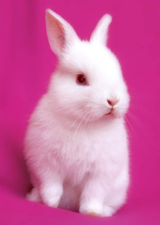 Pretty White Baby Bunny Wallpaper