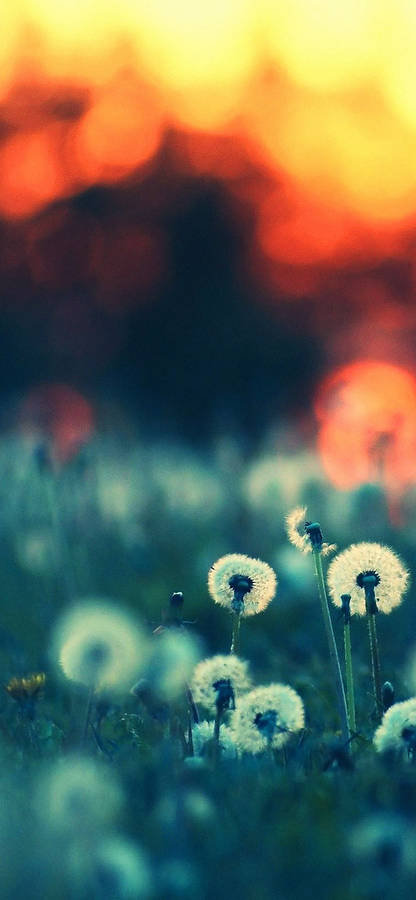 Pretty White Dandelion Flowers Wallpaper