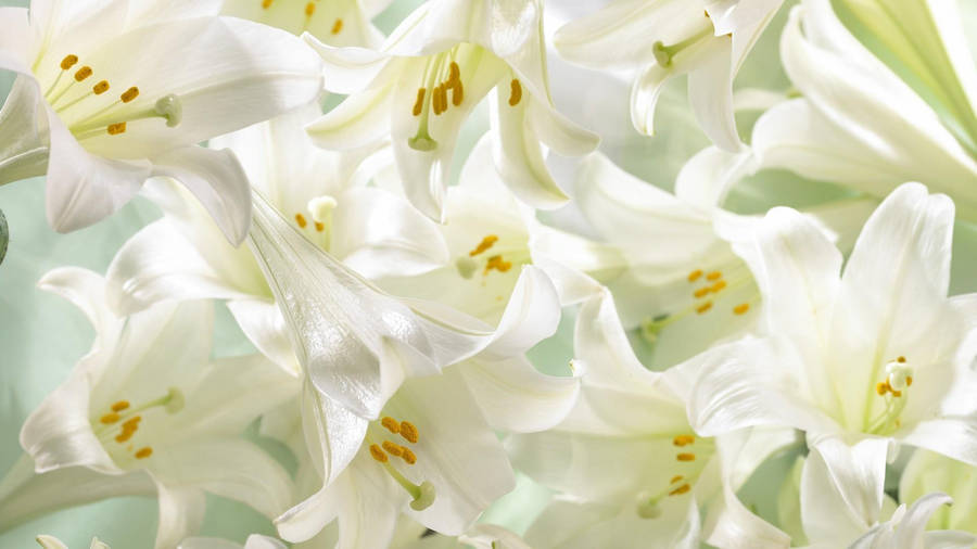 Pretty White Lily Blossoms Wallpaper