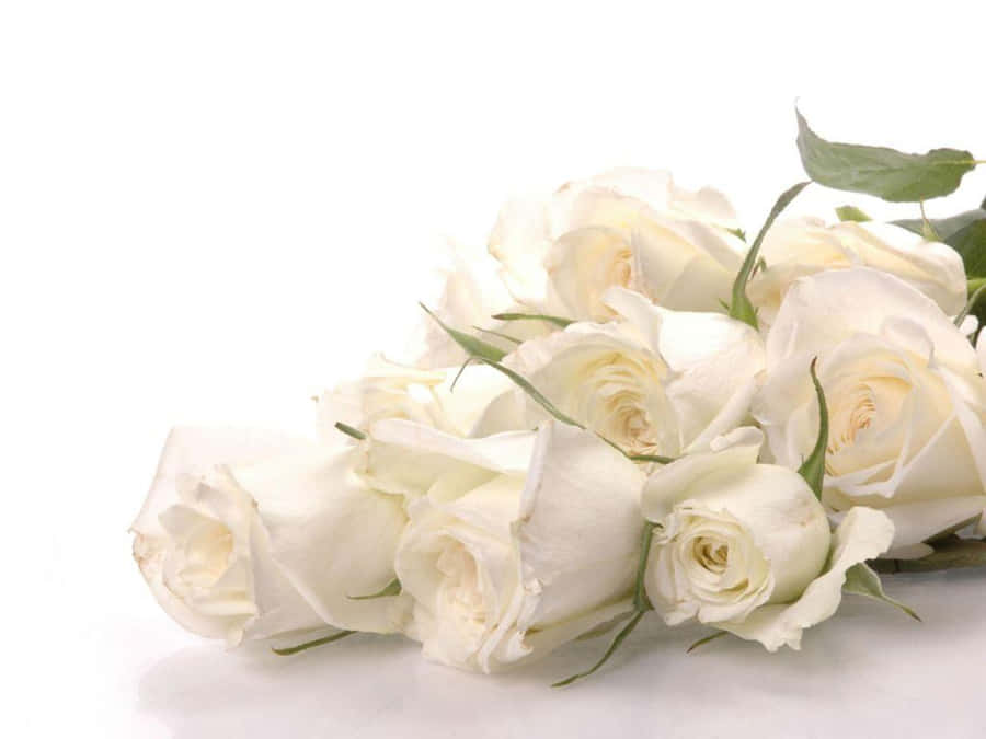 Pretty White Rose Flowers Wallpaper