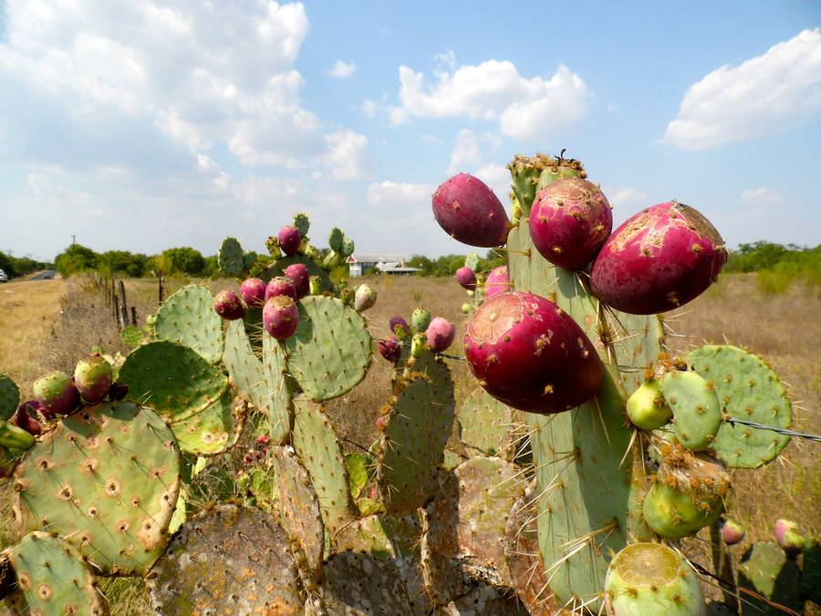 Prickly Pear Cactus Apples Wallpaper