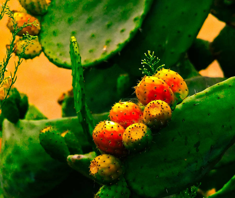 Prickly Pear Opuntia Ficus Wallpaper