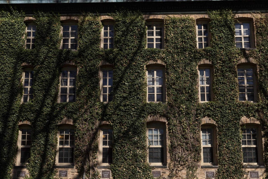 Princeton University Vine Wall Wallpaper