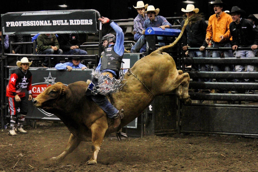 Professional Bull Riding Rodeo Wallpaper