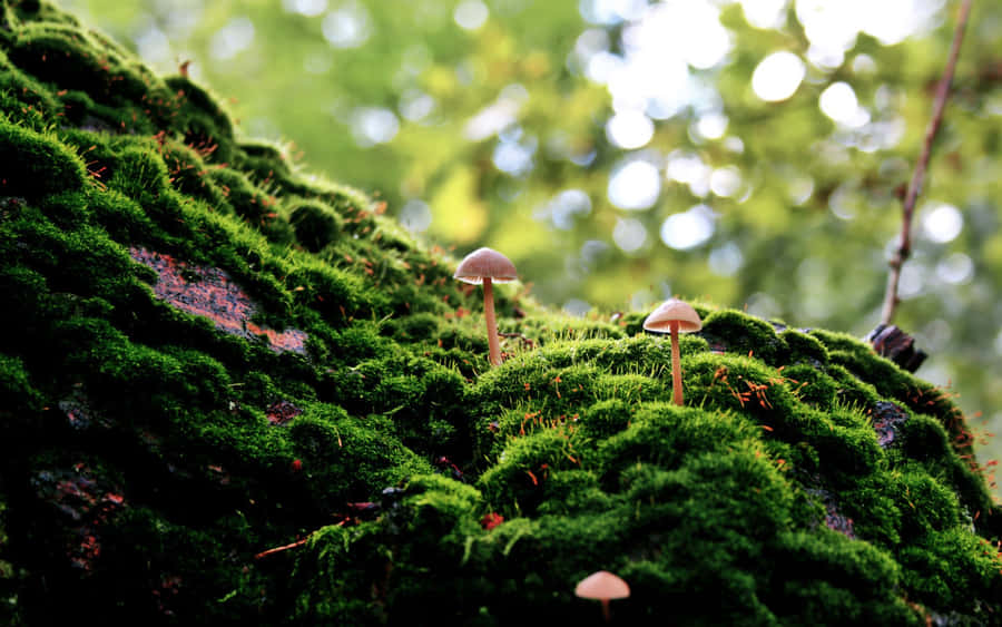 Psilocybe Fungus On Mossy Rock Wallpaper