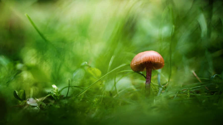 Psilocybe Fungus With Round Brown Cap Wallpaper