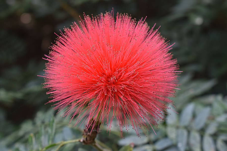 Puffy Pink Mimosa Flower Wallpaper