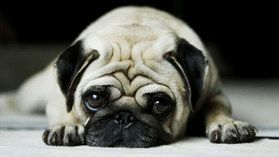 Pug Dog Breeds On The Floor Wallpaper