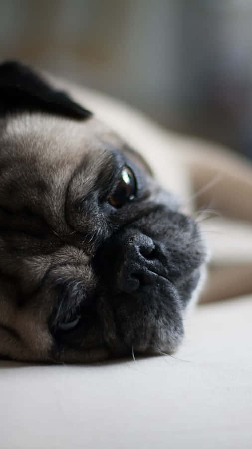 Pug Lying On The Floor Wallpaper