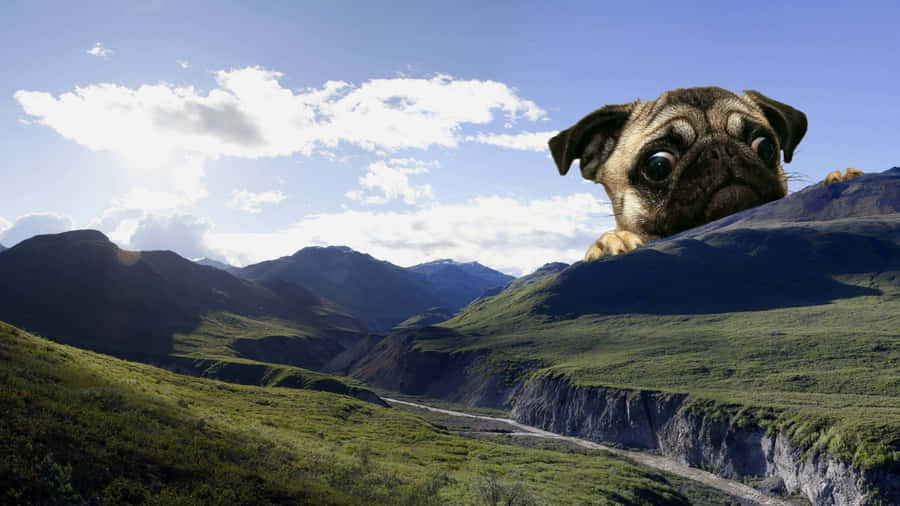 Pug Peeking Behind The Mountain Wallpaper