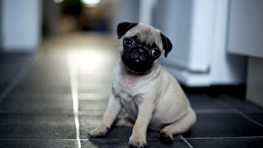 Pug Sitting On Black Tiles Wallpaper