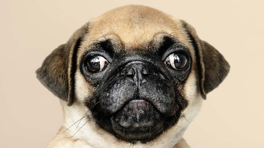 Pug With Bulging Eyes Wallpaper