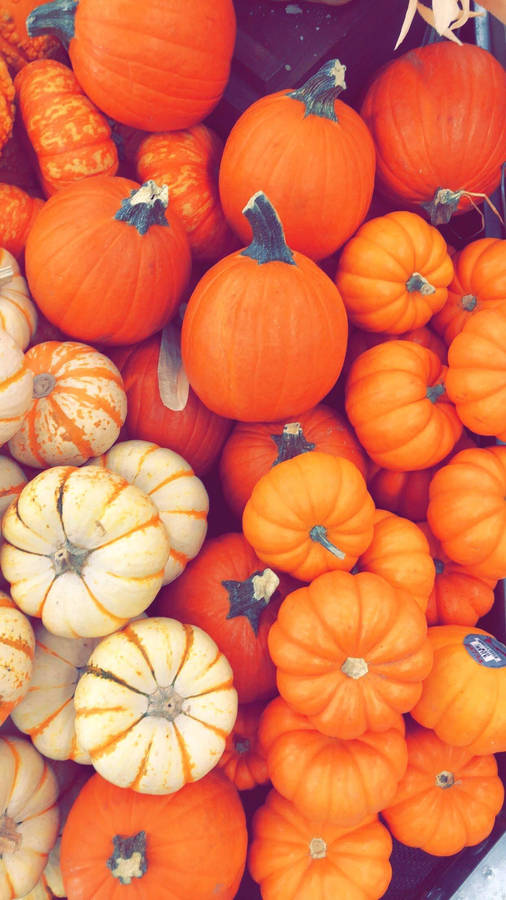 Pumpkin Bundle Fall Halloween Wallpaper