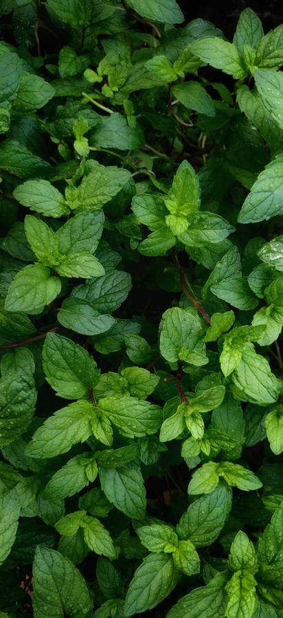 Pungent Mint Plant Wallpaper