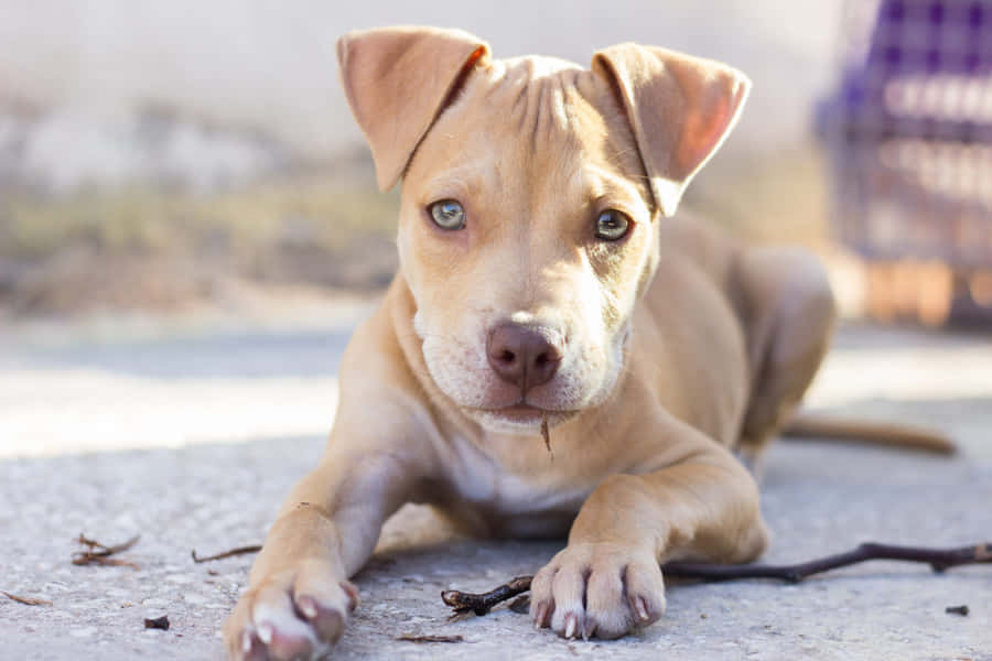 Puppy Dog Pitbull Wallpaper