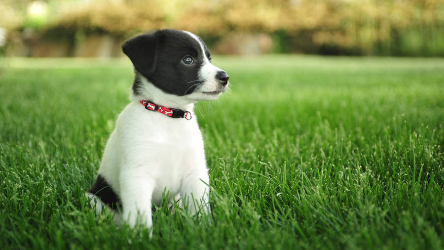 Puppy On A Mowed Grass Wallpaper
