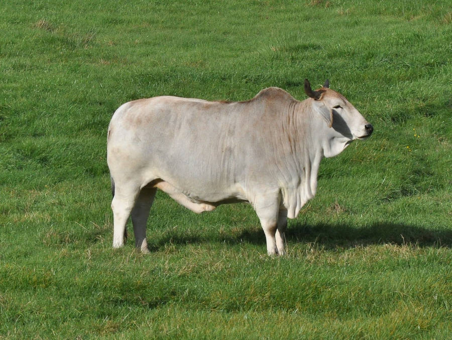 Pure Gray Gezerat Zebu Cattle Wallpaper