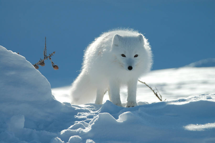 Pure White Arctic Fox Wallpaper