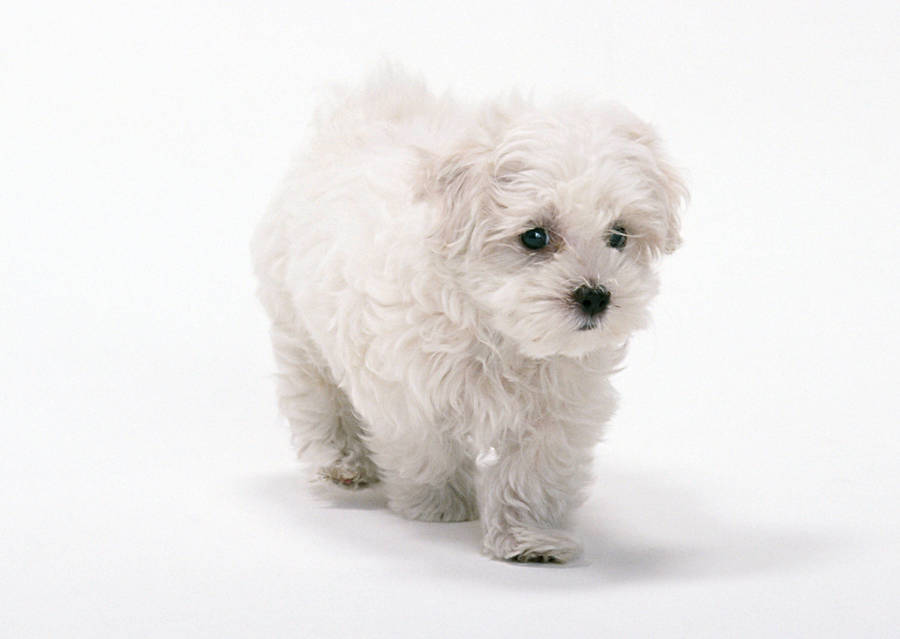 Pure White Puppy Wallpaper