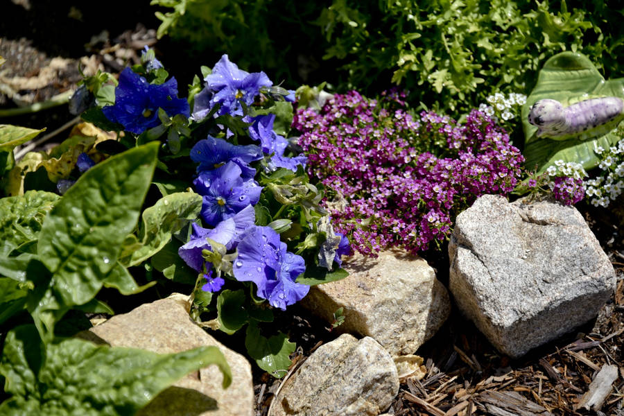 Purple And Pink Pansies In Leaves Wallpaper