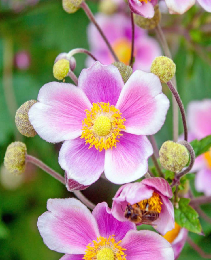 Purple And Yellow Anemone Flowers Wallpaper