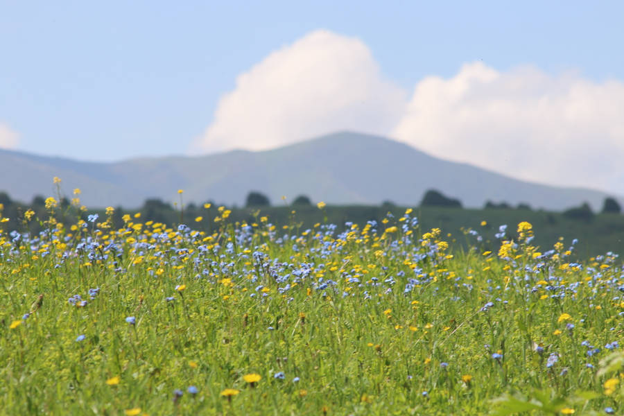 Purple And Yellow Flowers Meadow Wallpaper