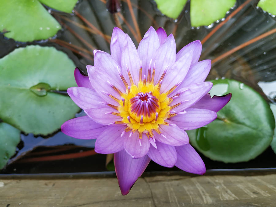 Purple And Yellow Lotus Flower Wallpaper