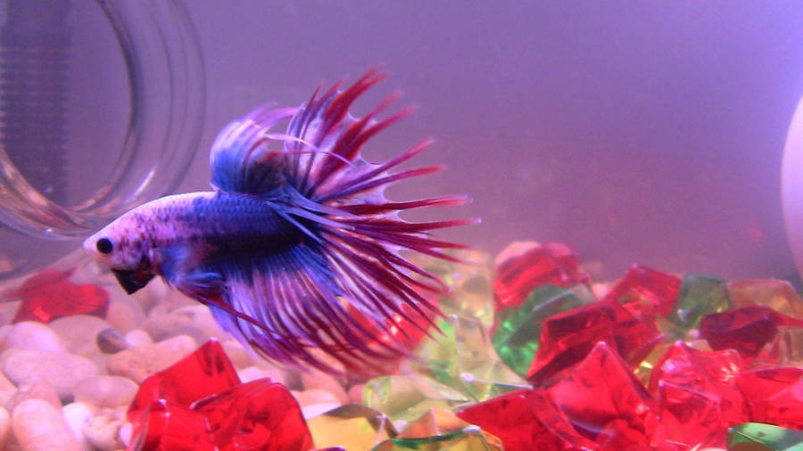 Purple Betta Fish Wallpaper