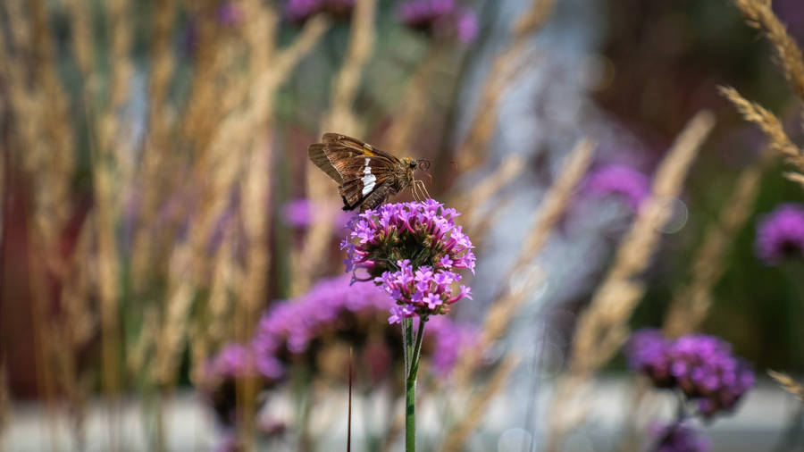 Purple Butterfly Photograph Wallpaper