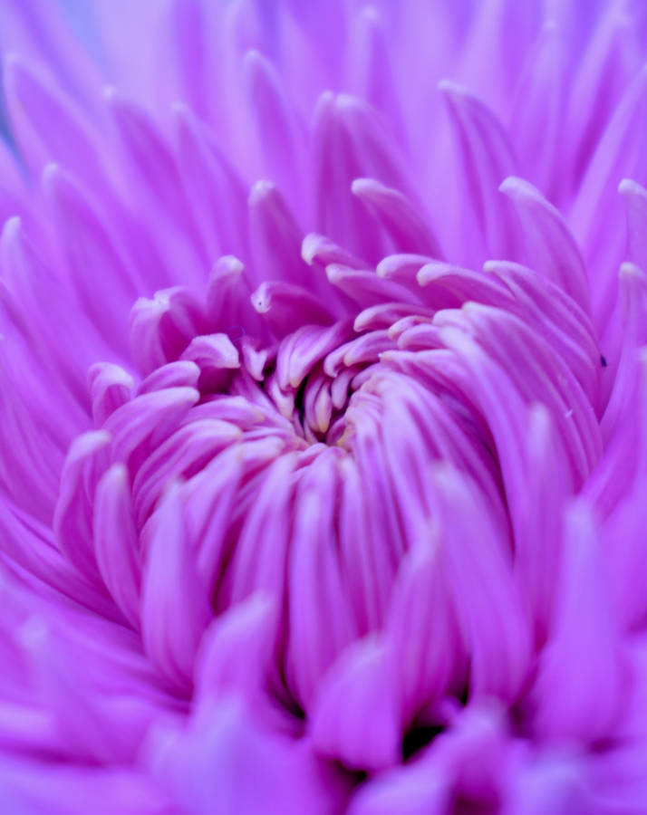 Purple Chrysantemum Flower Blooming Iphone Wallpaper