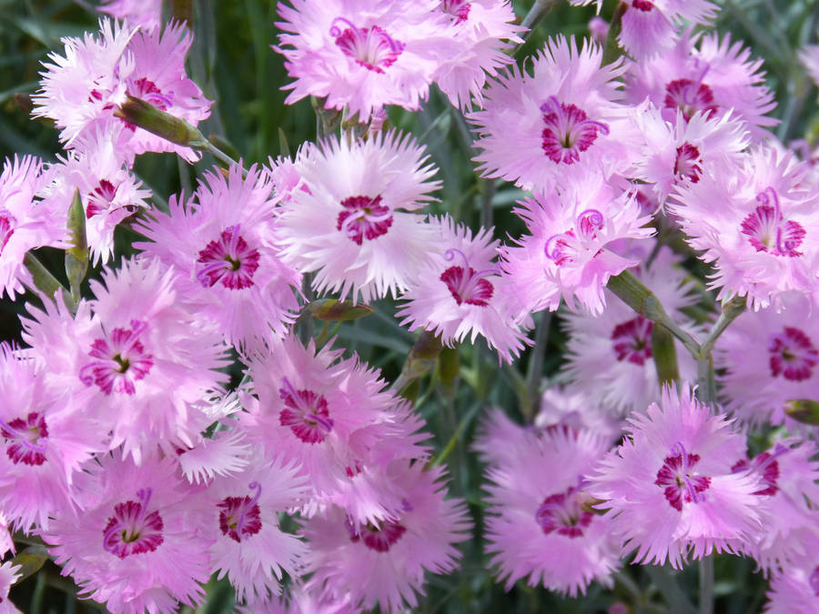 Purple Clavellina Carnations Wallpaper